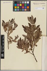 Foto von Salix aurita L. x Salix lapponum L.